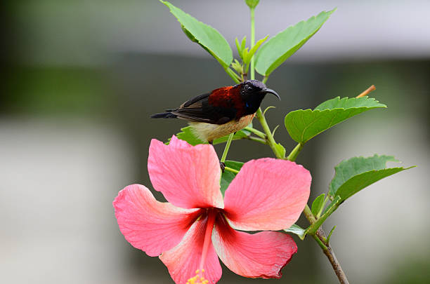 istock male black throated sunbird 185939377