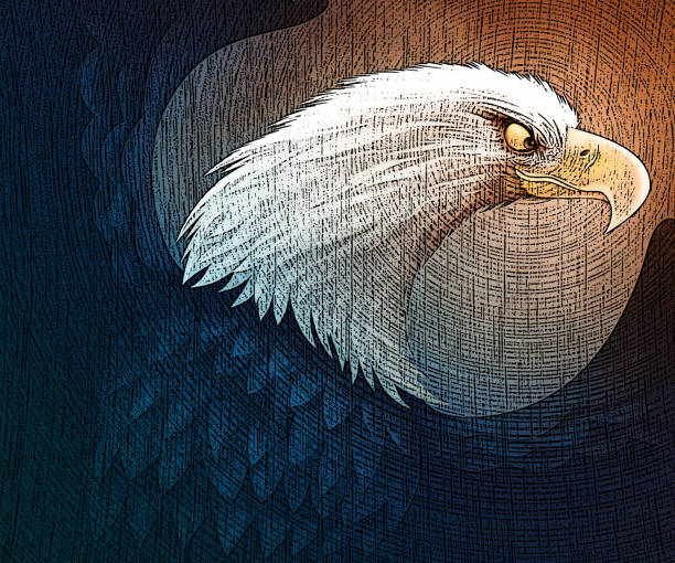 bald bielik - eagle animal bald eagle surveillance stock illustrations