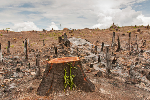 Deforestación cultivo photo