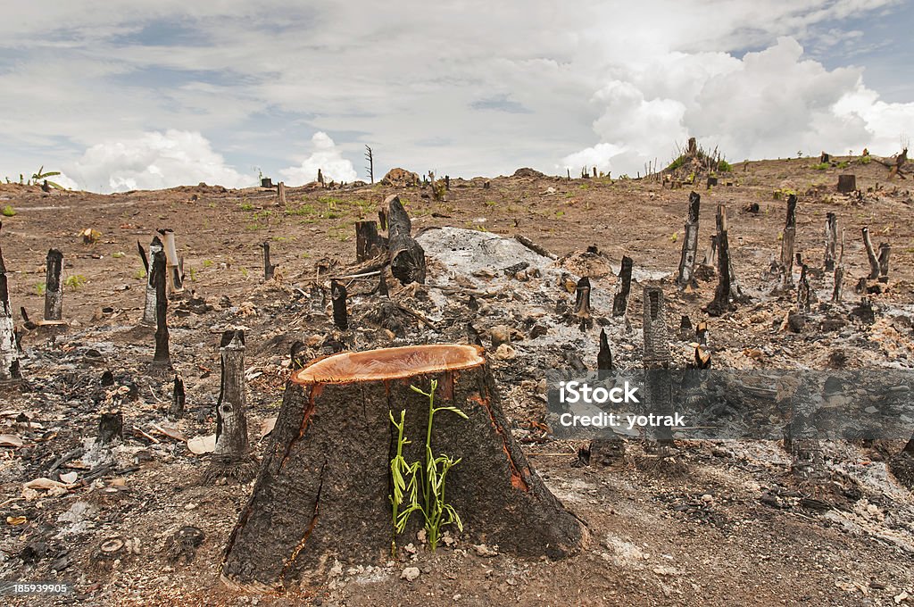 Slash and burn cultivation Slash and burn cultivation, rainforest cut and burned to plant crops, Thailand Deforestation Stock Photo