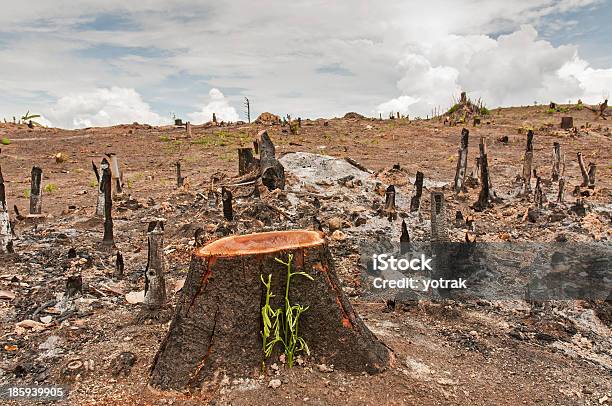 Slash And Burn Cultivation Stock Photo - Download Image Now - Deforestation, Demolished, Agriculture