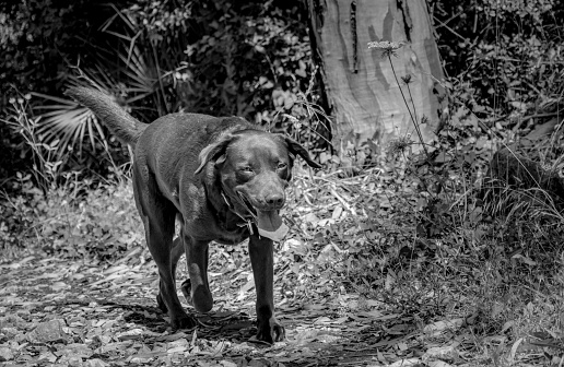 A black and white image of a chocolate Labrador taking a walk through a forest