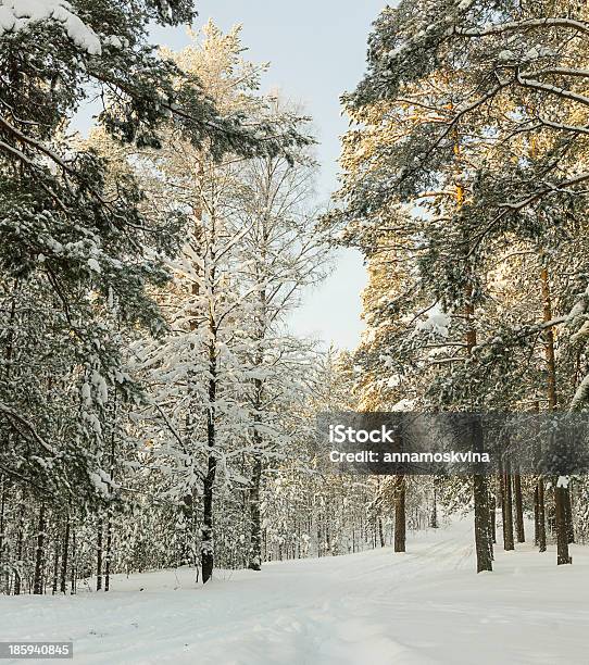 Foto de Russo Floresta De Inverno Neve Road e mais fotos de stock de Aventura - Aventura, Cena Não-urbana, Conífera