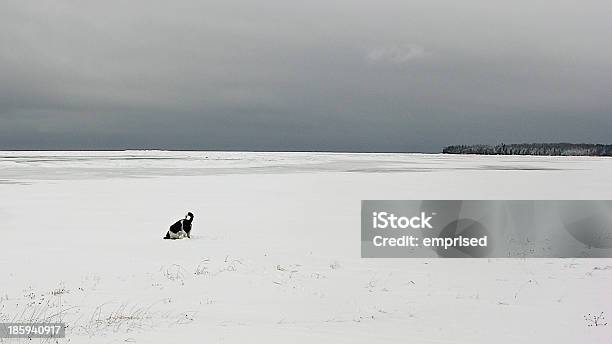 Ghiaccio Neve Inverno Vista Con Cane - Fotografie stock e altre immagini di Contea di Door - Contea di Door, Inverno, Ambientazione esterna