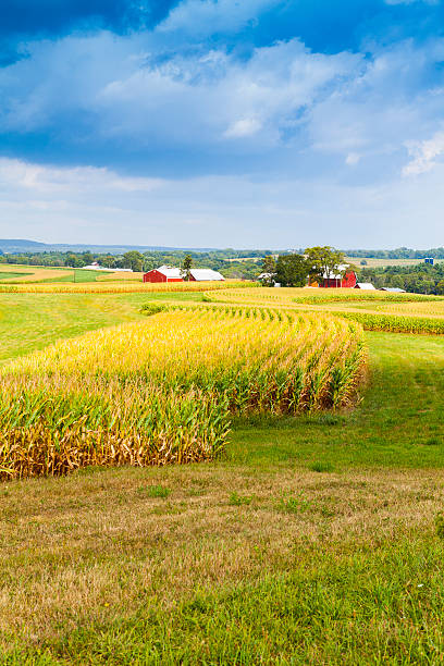 istock American Countryside Corn Field With Stormy Sky 185941060