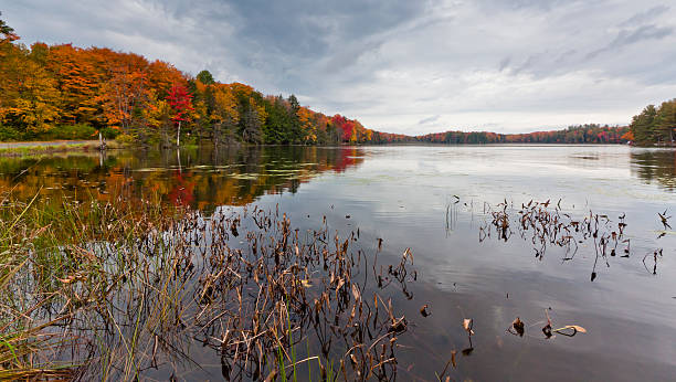 istock Northern Ontario Marshland in Autumn 185941341