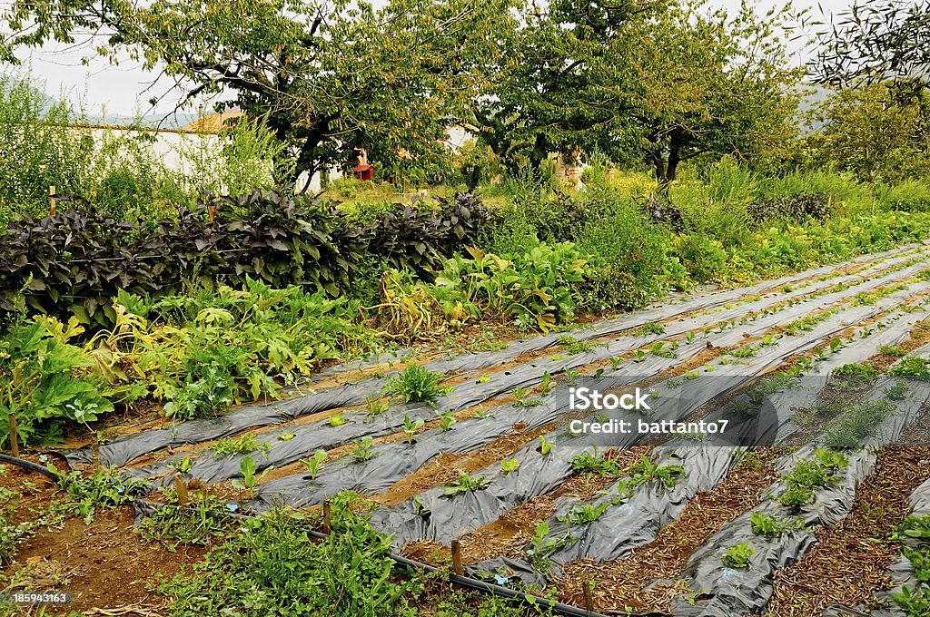 farmland con ensalada - Foto de stock de Abono libre de derechos