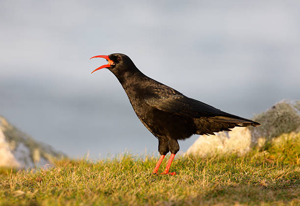 istock Chough, Pyrrhocorax pyrrhocora 185943565