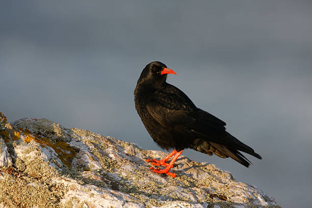 istock Chough, Pyrrhocorax pyrrhocora 185943568