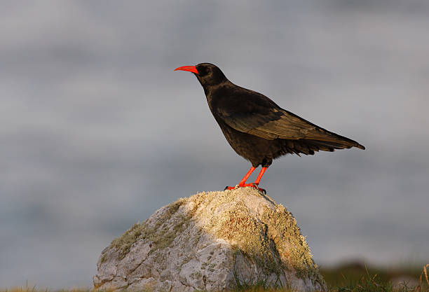 istock Chough, Pyrrhocorax pyrrhocora 185943570