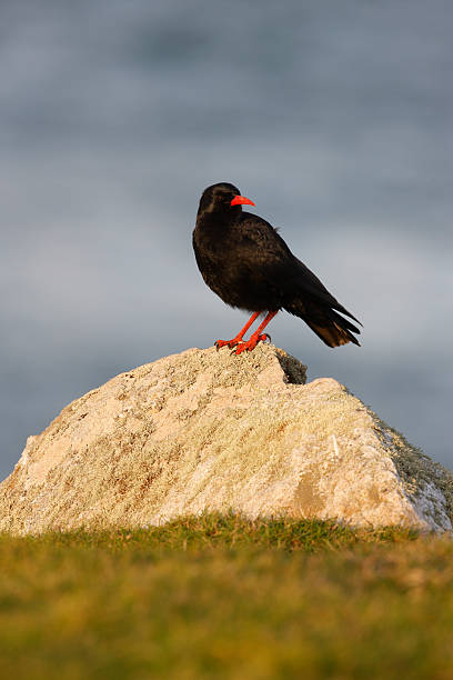 istock Chough, Pyrrhocorax pyrrhocora 185943575