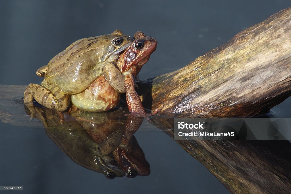 Rana temporaria, Rana temporaria - Foto stock royalty-free di Accoppiamento animale