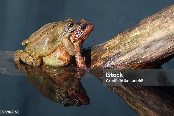 Rana Temporaria Rana Temporaria - Fotografie stock e altre immagini di Accoppiamento animale - Accoppiamento animale, Acqua, Ambientazione esterna