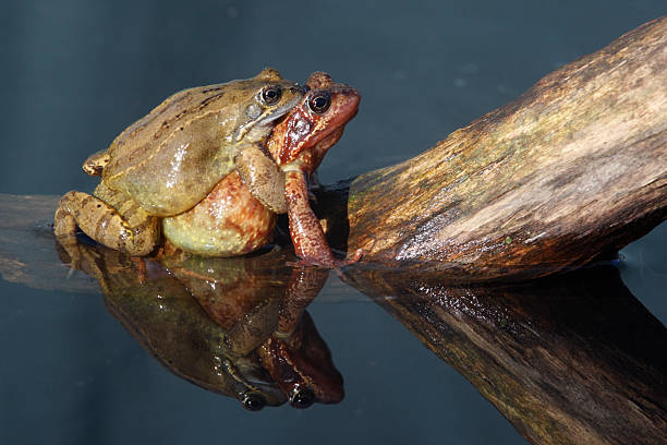 istock Common frog, Rana temporaria 185943577
