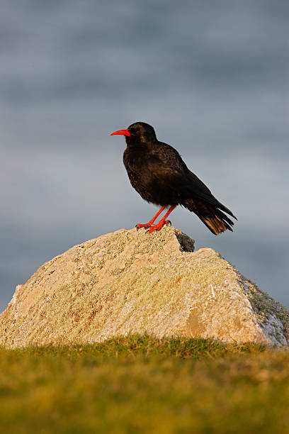 istock Chough, Pyrrhocorax pyrrhocora 185943580