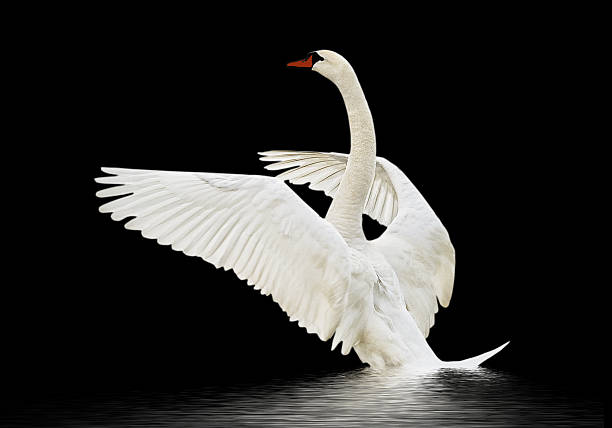 istock Swan on the water. 185943757