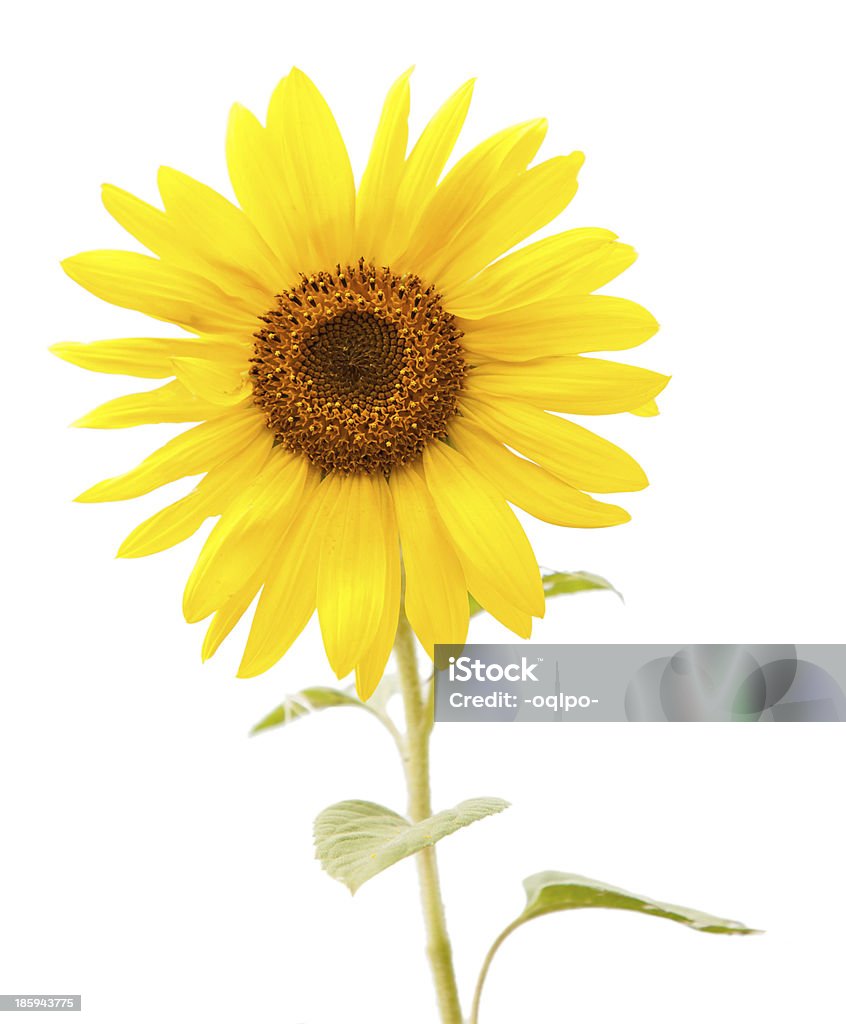 Girasol aislado - Foto de stock de Agricultura libre de derechos