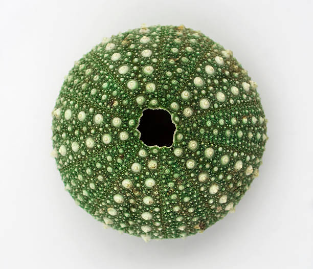 バフンウニ、絶縁 - green sea urchin 写真 ストックフォトと画像