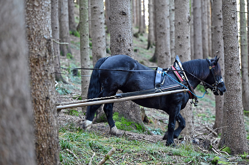 In Tiefgraben (Vöcklabruck district, Upper Austria), the rider and horse group Tiafgrobna Rossara shows the winter, environmentally friendly Bloch-pulling from the forest with their horses - the so-called mountain riding