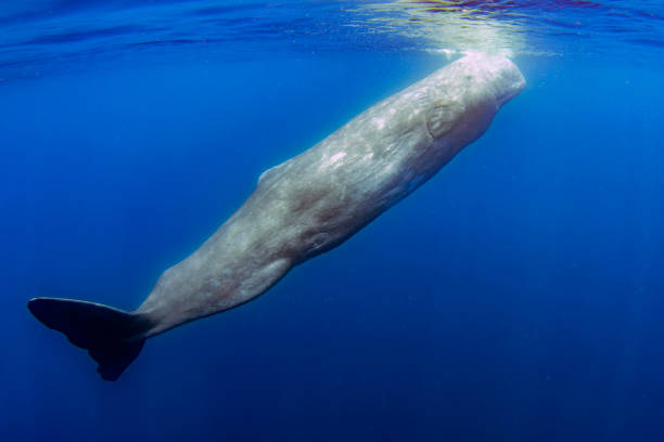 istock sperm whale resting underwater close up in the ocean 1859448573