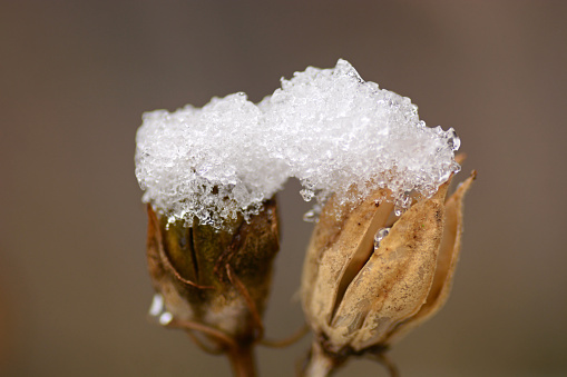 Winter in a garden, hibiscus syriacus seed pod covered with snow.