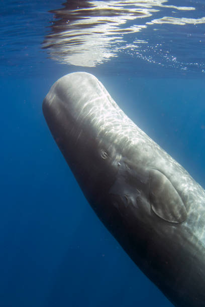 istock sperm whale resting underwater close up in the ocean 1859462110
