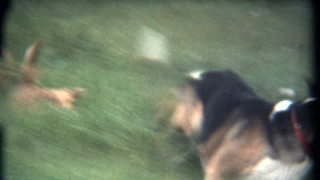 Happy Dogs Home Movie 1960's