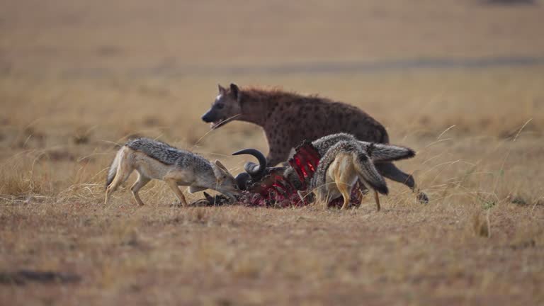 Spotted Hyena stealing from a Carcass of Cape Buffalo kill