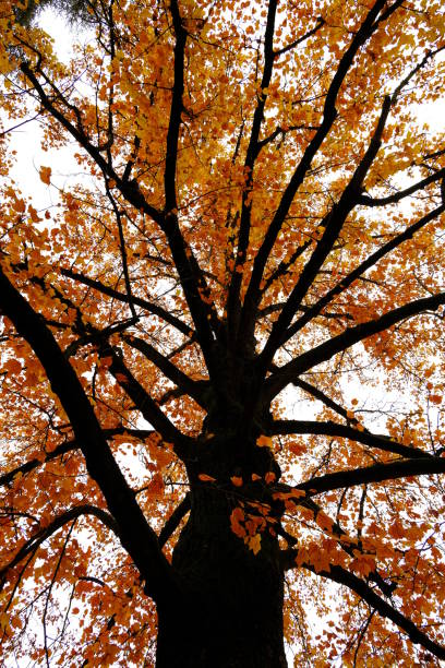 istock Autumn tree with falling leaves. Big monumental tree in the autumn time. 1859475567