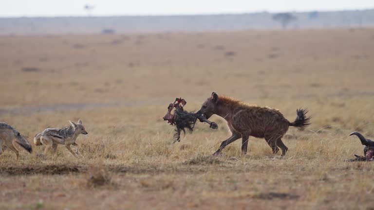 Spotted Hyena stealing from a Carcass of Cape Buffalo kill