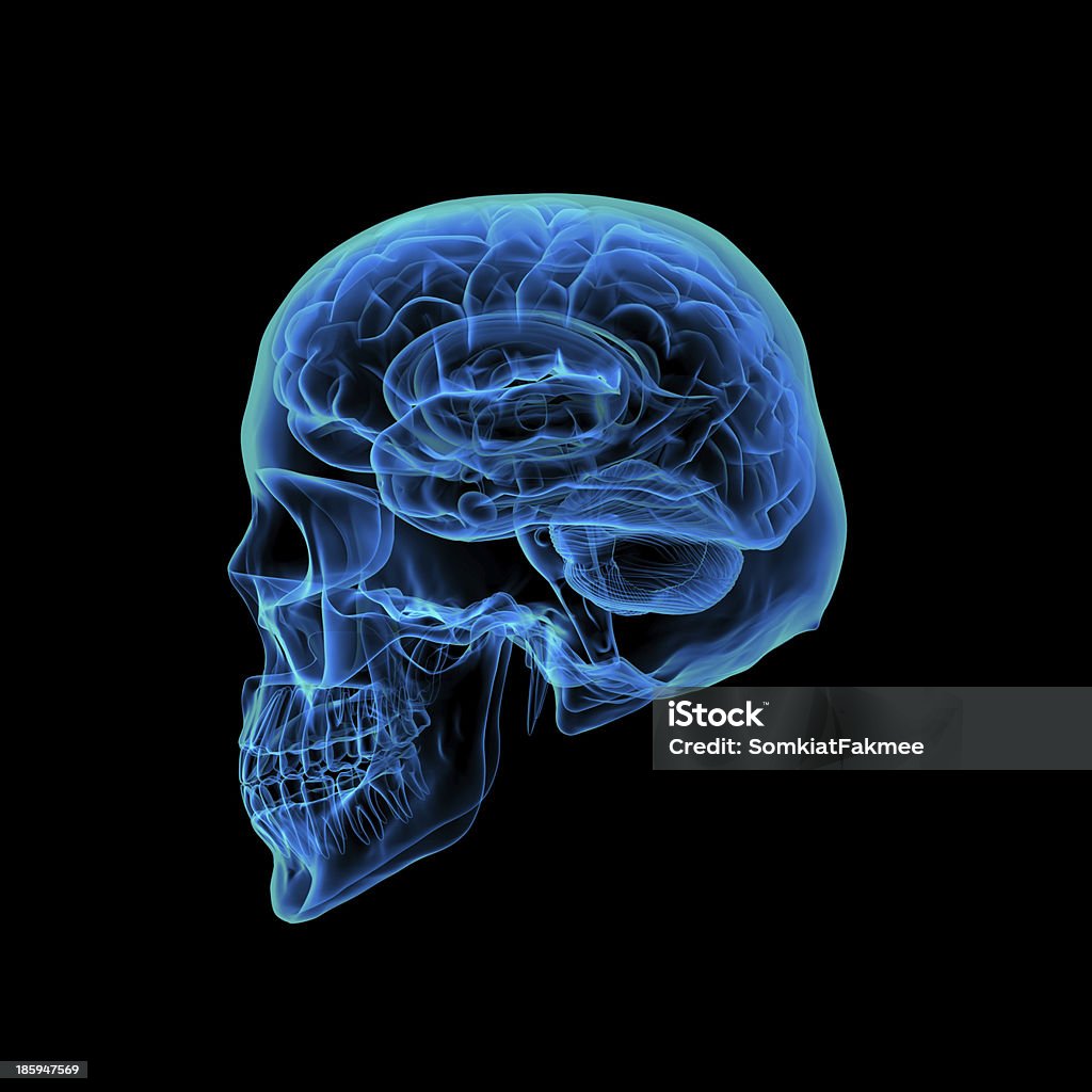 Cerveau humain - Photo de Anatomie libre de droits