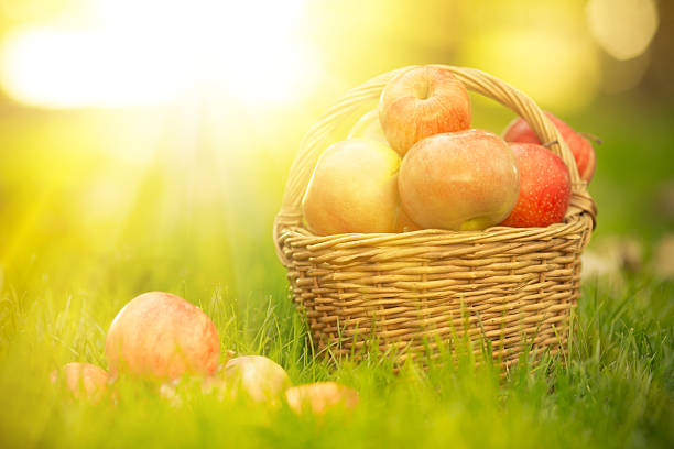 istock Basket with red apples in autumn 185947760