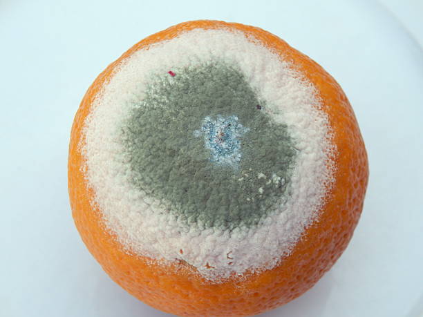 mouldy orange - mildewed stock-fotos und bilder