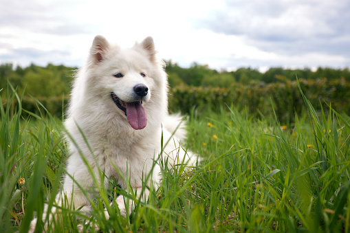 A fluffy white dog of the Samoyed breed lies on a green lawn among grass and flowers. A dog is a pet, friend and companion of a person.