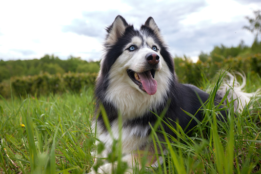 A black and white dog of the Siberian Husky breed lies on a green summer lawn among grass and flowers. The dog is man's friend and companion.