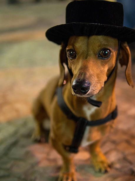 istock Cute Dachshund Dog Wearing a Top Hat 185948745