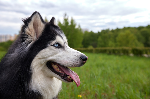 A black and white dog of the Siberian Husky breed lies on a green summer lawn among grass and flowers. The dog is man's friend and companion.