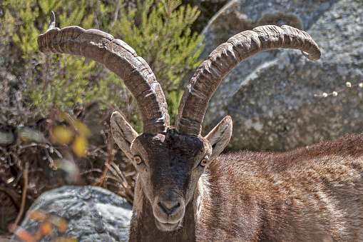 Mountain goat in its habitat, Hispanic goat in the Sierra de Gredos, Ávila, Spain