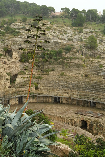 Roman amphitheater of Cagliari. Excavated in the limestone rock. Agave plants with flower in the foreground.  Foto stock royalty free. Cagliari, Italy.