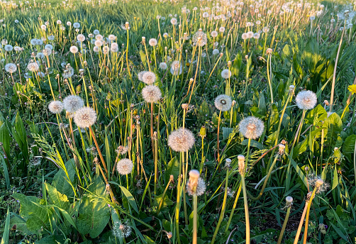 Green meadows at springtime covered with dandelions flowers in bloom lit by the warm sunset, Italy