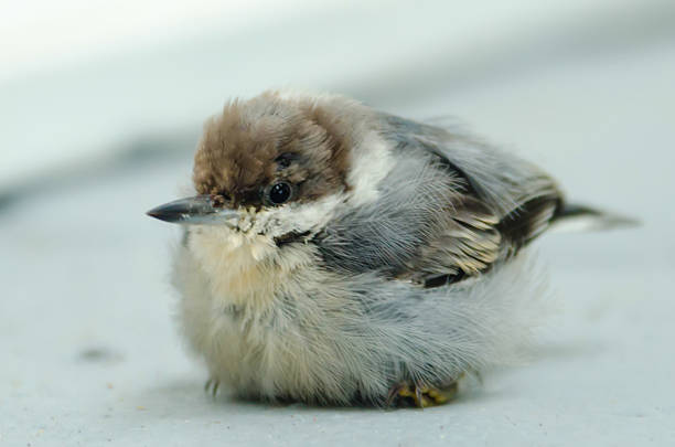 かわいい小さな赤ちゃんの鳥 - chirrup ストックフォトと画像