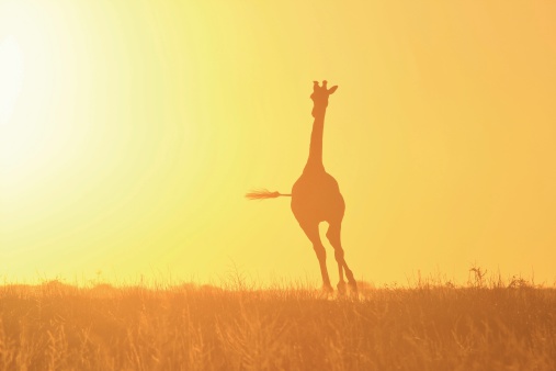 A young adult Giraffe bull runs into the sunset.  Photographed in the free and wilds of Africa.