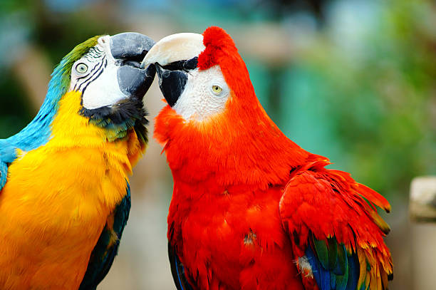 A pair of Purple-bellied Lory (Lorius hypoinochrous) kissing. It is endemic to Papua New Guinea.