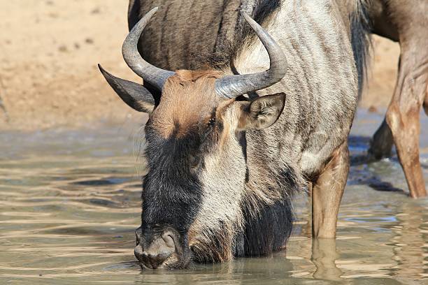 istock Blue Wildebeest - Wildlife Background and Thirst Quenching 185951818