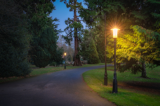 Vintage street lamps lit at evening, illuminating footpath and majestic trees in Farmleigh Phoenix Park, after sunset, at blue hour, Dublin, Ireland