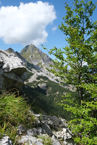 Mountains of the Apuan Alps between Monte Pisanino and Monte Cavallo. The fronds of the green trees contrast with the blue of the sky and the clouds. On the side of the Garfagnana delle Apuane there are numerous white marble quarries. The excavation is producing an environmental disaster as the mountains are destroyed to extract the marble. Stock photos. Alpi Apuane, Garfagnana, Italy.