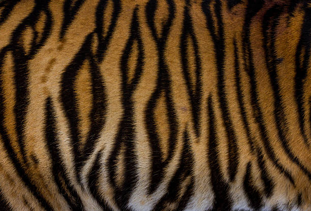 Fur of tiger striped fur of tiger tiger safari animals close up front view stock pictures, royalty-free photos & images