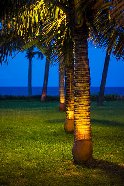 istock Palm trees with lights on them beach grass ocean 185953017