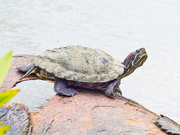 istock red-eared slider turtle basking in the sun 185953758