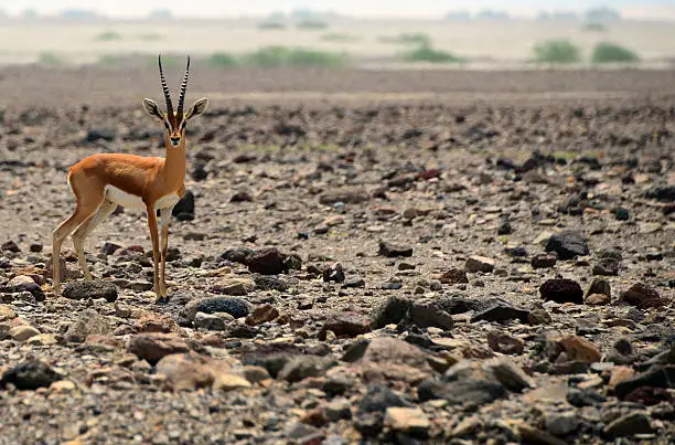 Dorcas gazelle aka Ariel gazelle in the desert (Gazella dorcas), Lake Abbe / Abhe Bad, Djibouti - photo by M.Torres